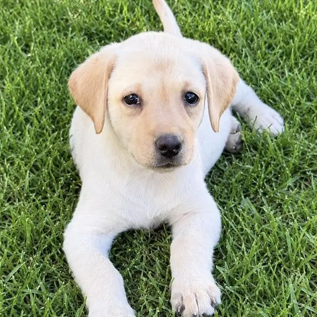 Huckleberry Finn Pup - Becky image 2