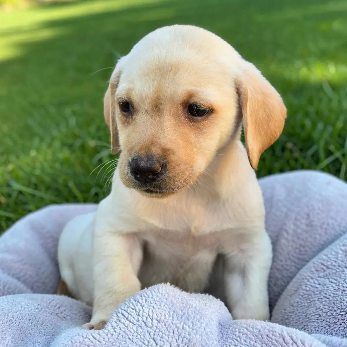 Huckleberry Finn Pup - Becky image 3