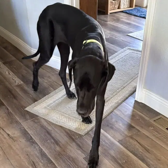 Dorothy - Adopted - Great Dane
