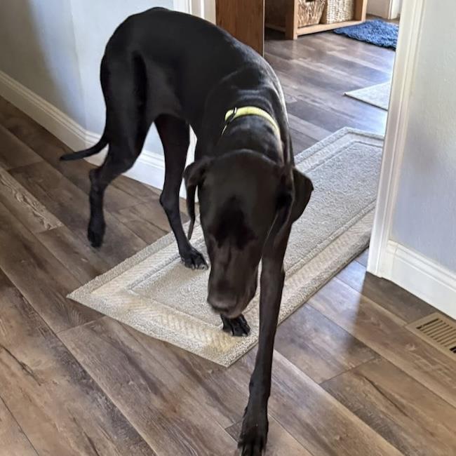 Dorothy - Adopted