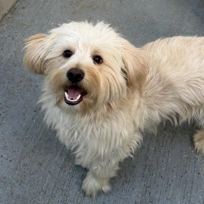 Gilbert - Adopted - Maltese