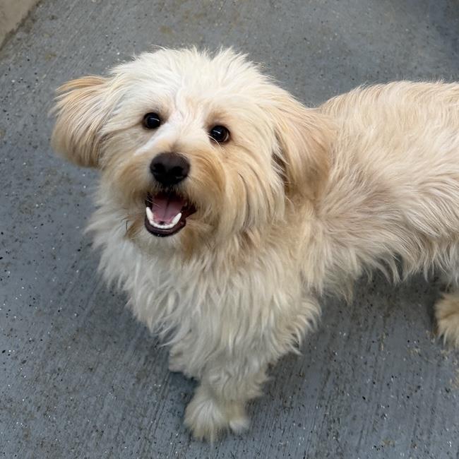 Gilbert - Adopted