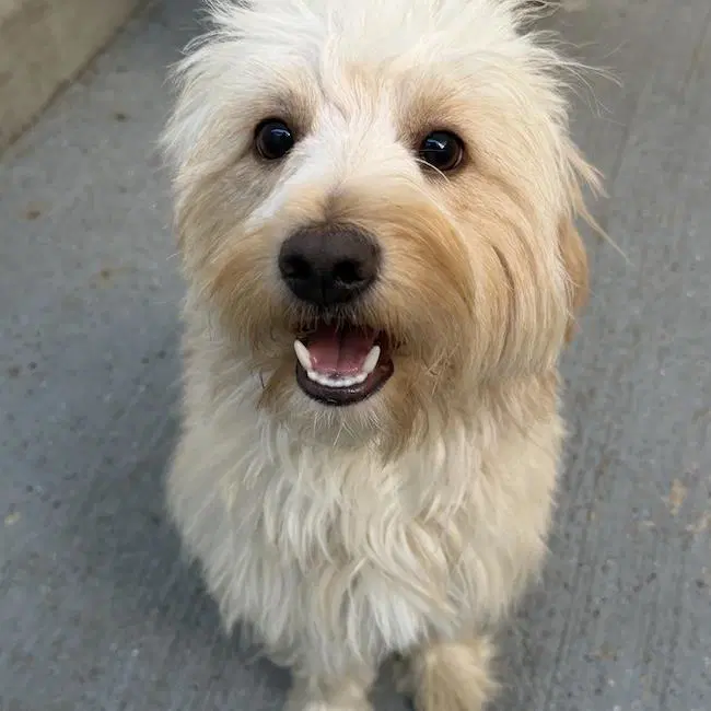Gilbert - Adopted image 2