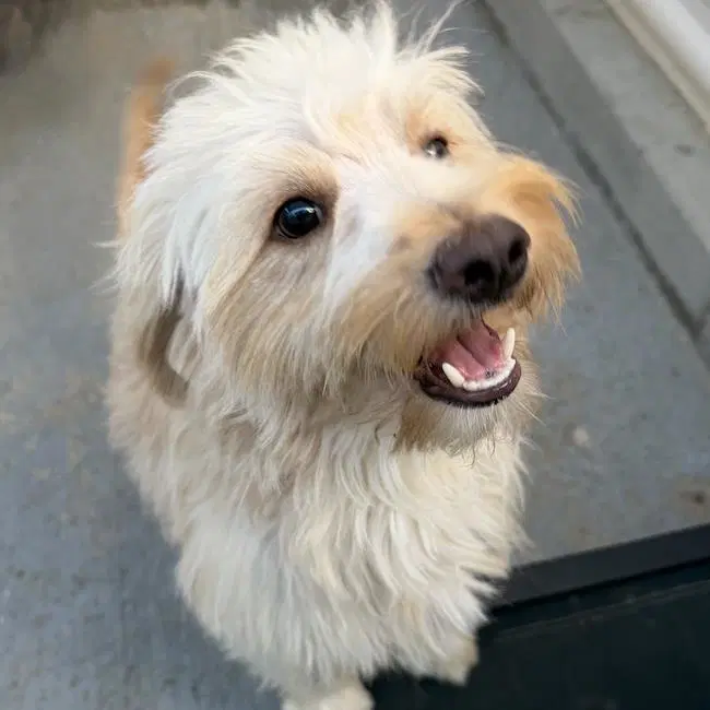 Gilbert - Adopted image 3