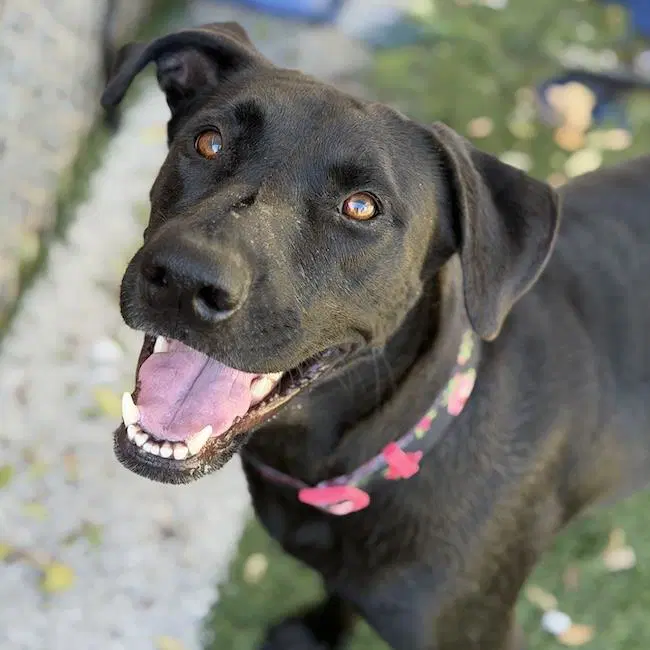 Caitlin - Lab mix