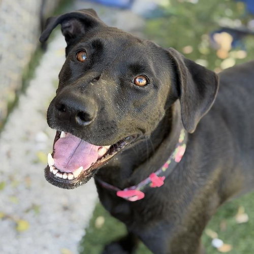 Caitlin, Labrador Retriever / Mixed