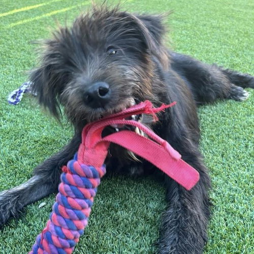 Wade, Scottish Terrier Scottie / Poodle (Miniature) / Mixed