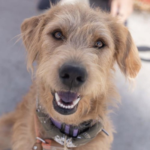 Sperry, Poodle (Miniature) / Labrador Retriever / Mixed
