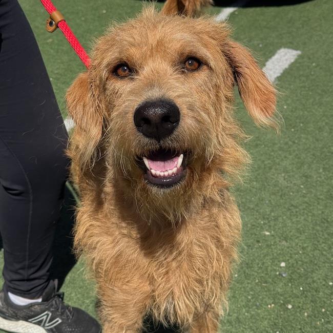 Sperry - Adopted!, photo 2