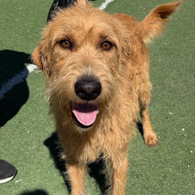Sperry - Adopted!, photo 3