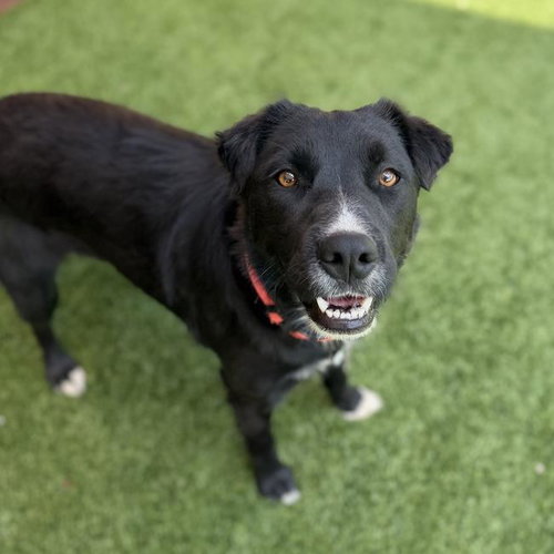 Clara, Labrador Retriever / Shepherd / Mixed