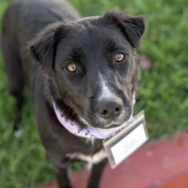 Clara - Lab