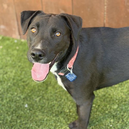 Cora, Labrador Retriever / Shepherd / Mixed