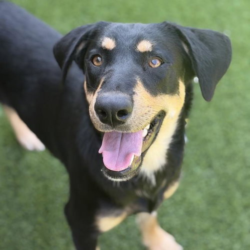 Carlinda, Labrador Retriever / Shepherd / Mixed