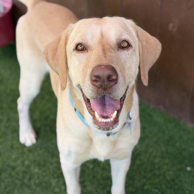 Tatis - Adopted!