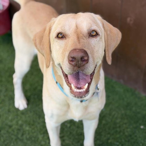Tatis, Labrador Retriever