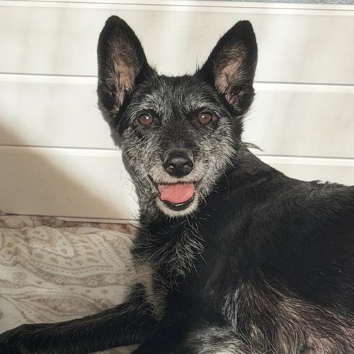 Chess, Schnauzer / Wirehaired Fox Terrier / Mixed