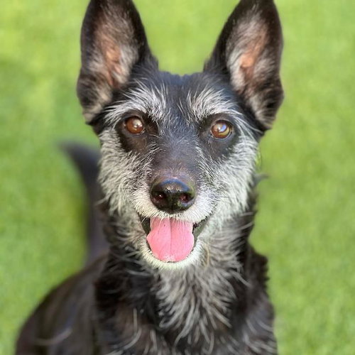 Chess, Schnauzer / Wirehaired Fox Terrier / Mixed
