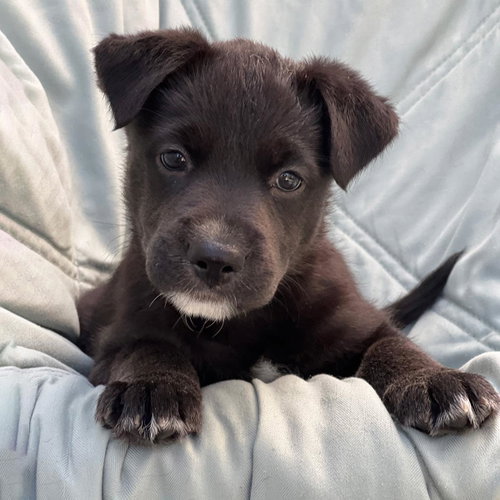 Chess Pup - Bishop, Wirehaired Fox Terrier / Shepherd / Mixed