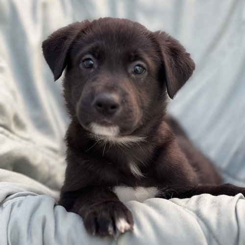 Chess Pup - Checkmate, Wirehaired Fox Terrier / Shepherd / Mixed