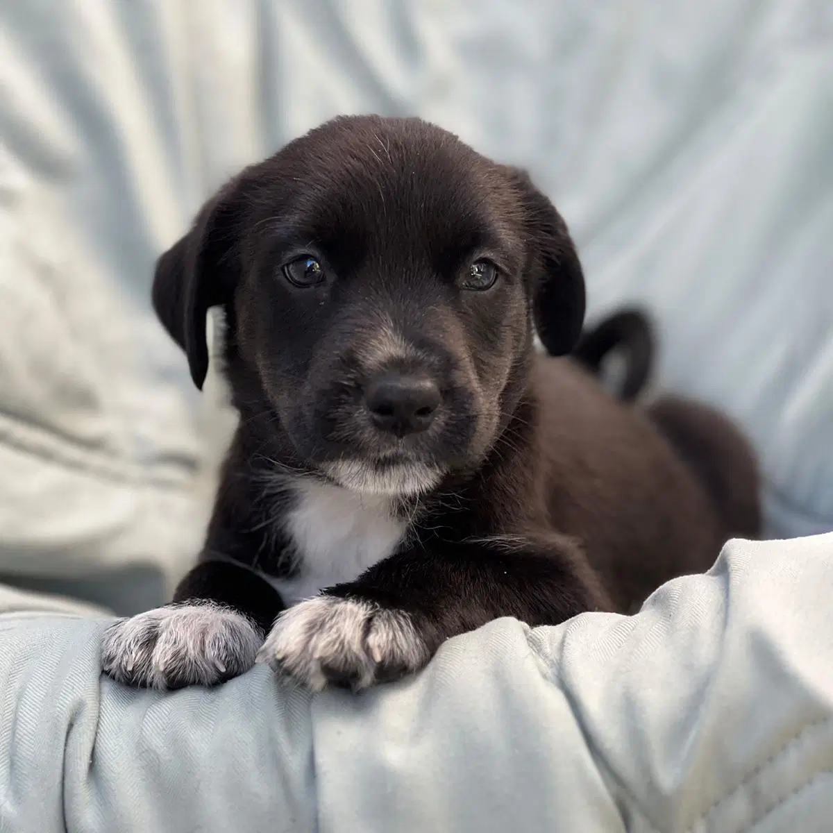 Chess Pup - Knight image 1
