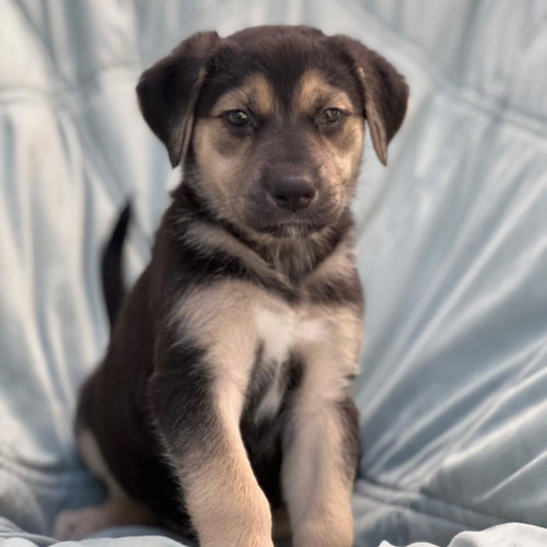 Chess Pup - Rook, Wirehaired Fox Terrier / Shepherd / Mixed