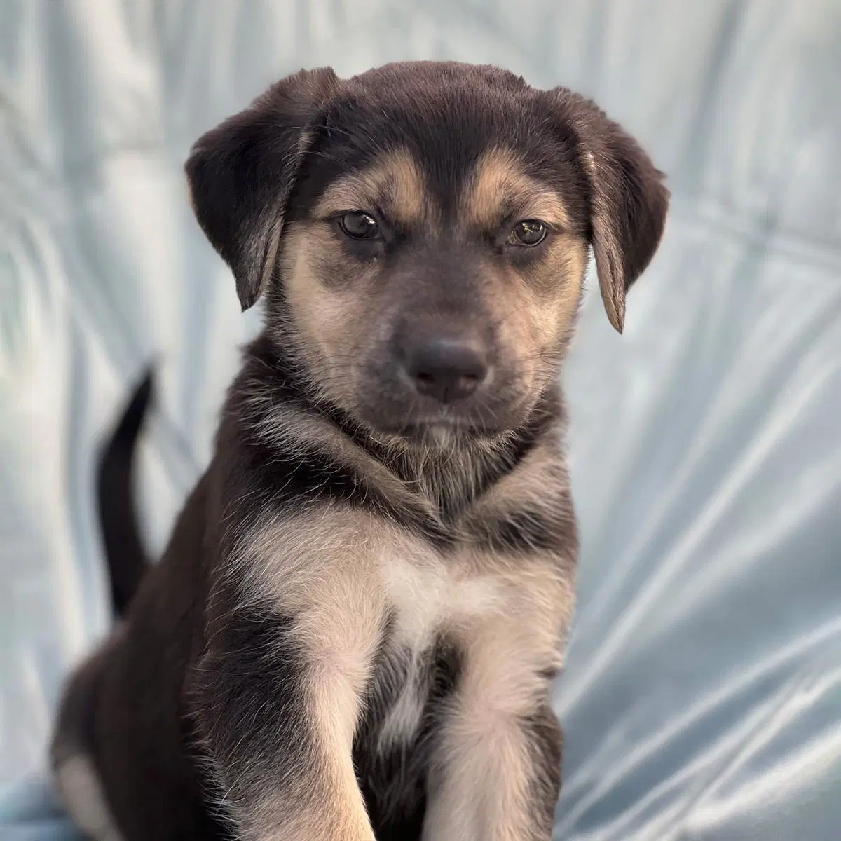 Chess Pup - Rook image 2
