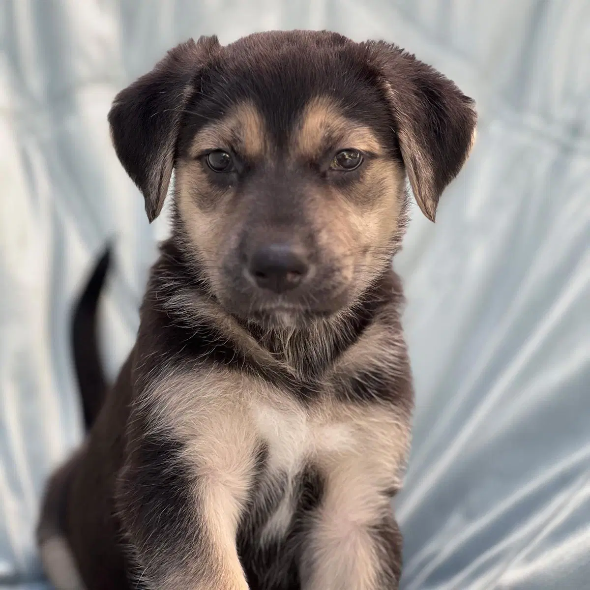 Chess Pup - Rook image 3