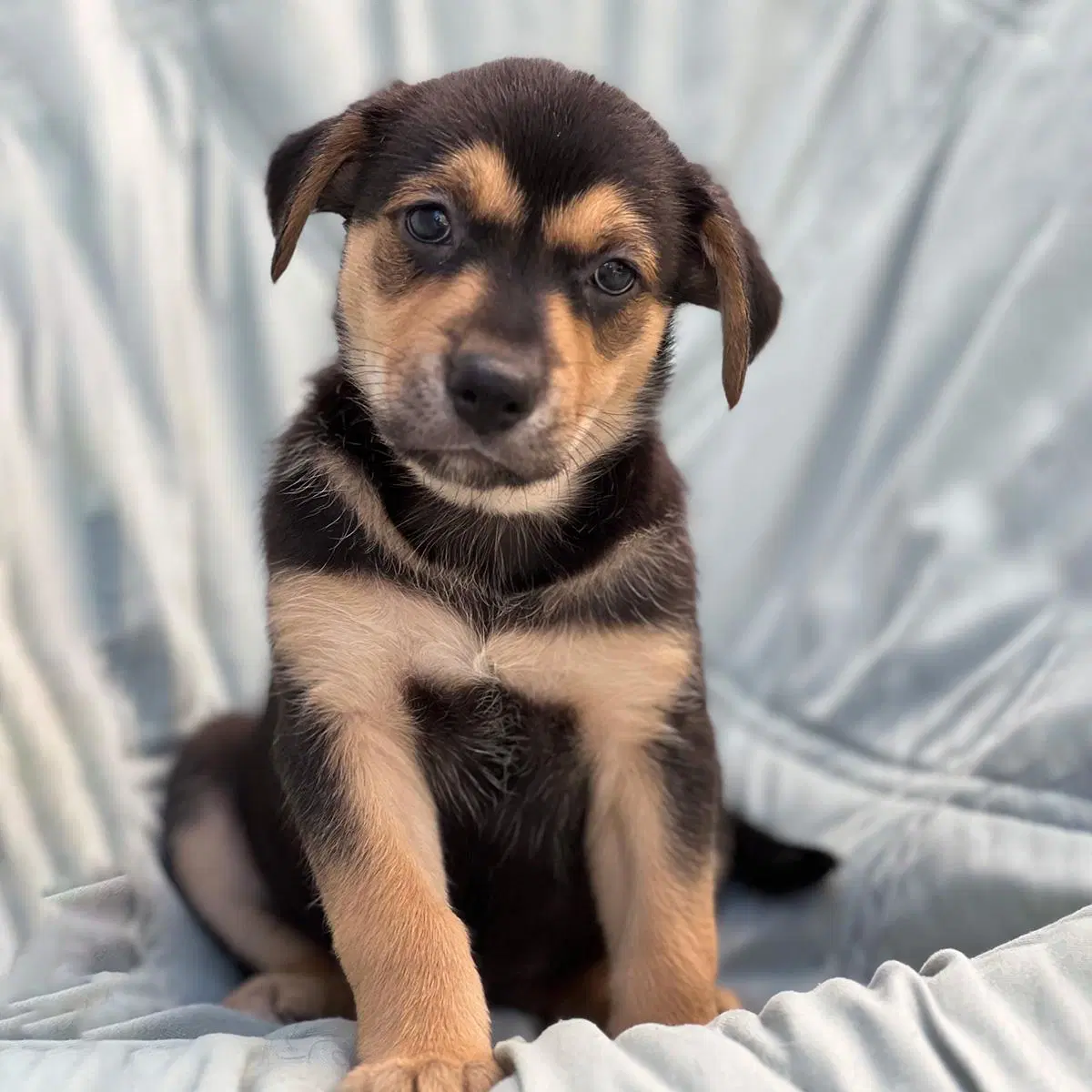 Chess Pup - Pawn image 1