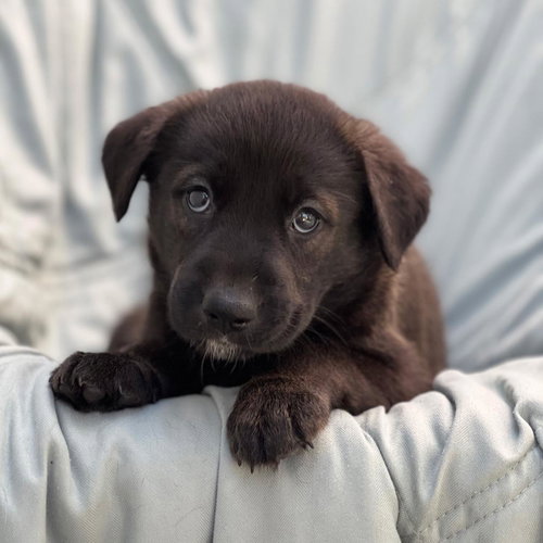 Chess Pup - Gambit, Wirehaired Fox Terrier / Shepherd / Mixed