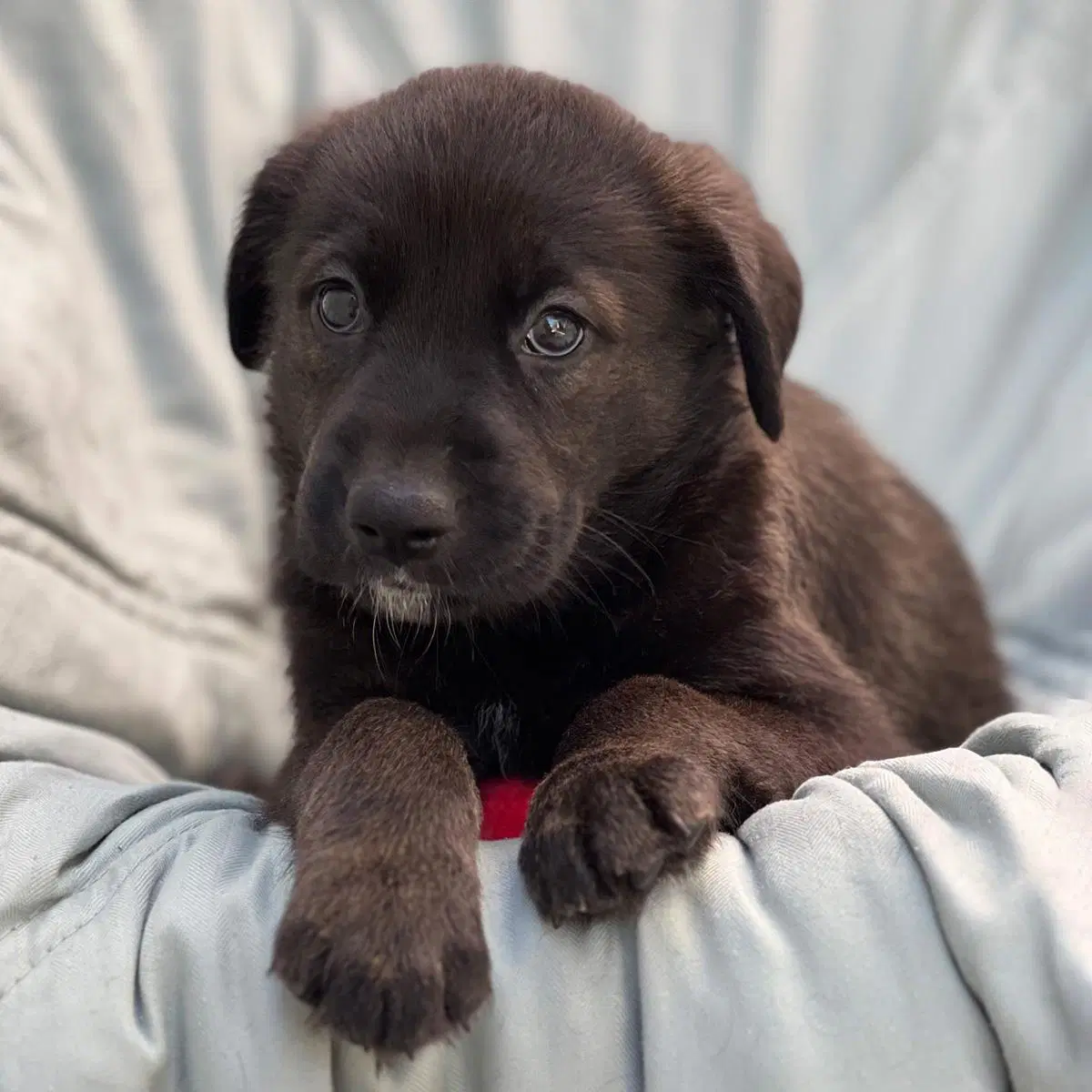 Chess Pup - Gambit image 2