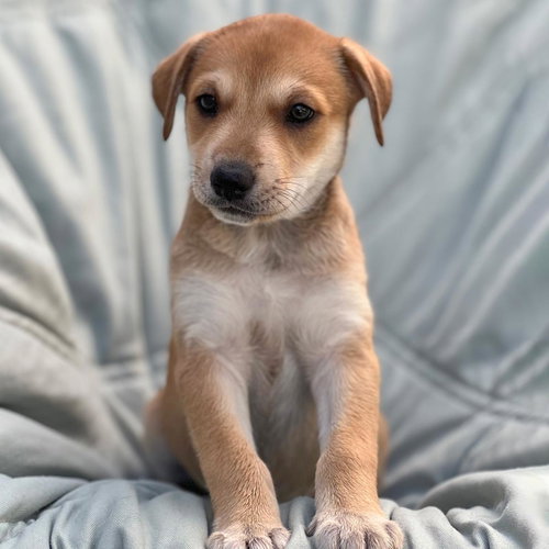 Chess Pup - Caissa, Wirehaired Fox Terrier / Shepherd / Mixed