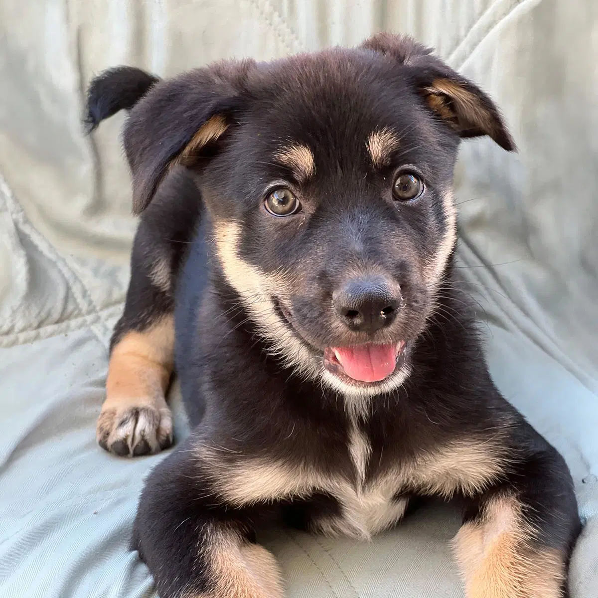Napoleon Dynamite Pup - Pedro - Labrador Retriever