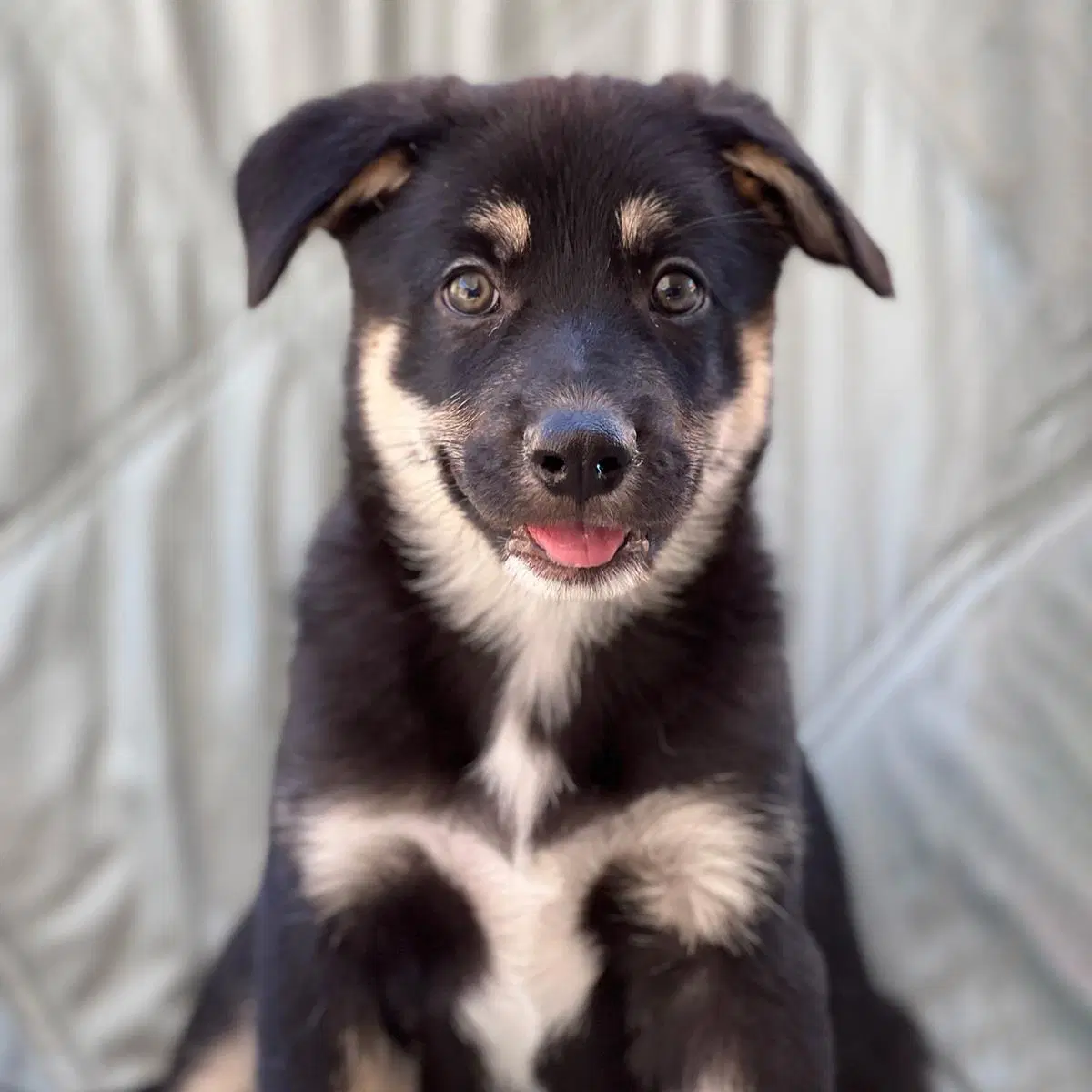Napoleon Dynamite Pup - Pedro image 2
