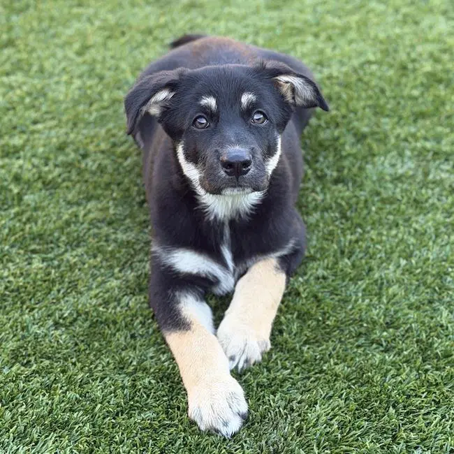 Napoleon Dynamite Pup - Pedro - Labrador Retriever