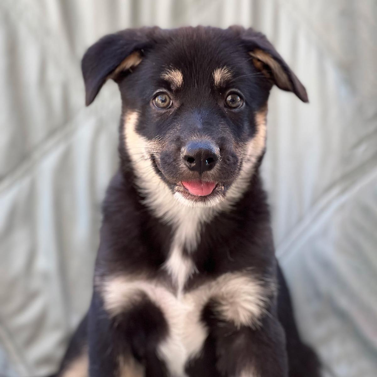 Napoleon Dynamite Pup - Pedro, photo 2