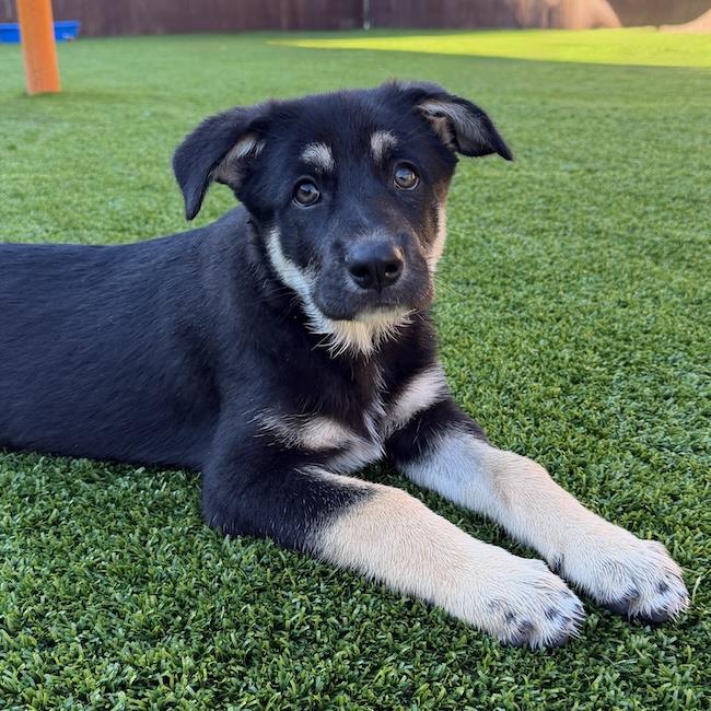 Napoleon Dynamite Pup - Pedro, photo 3