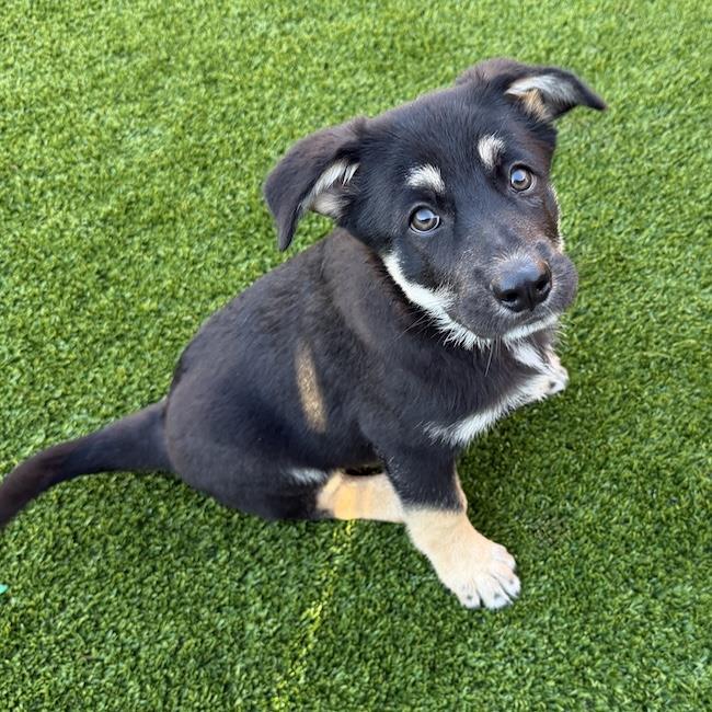 Napoleon Dynamite Pup - Pedro, photo 4