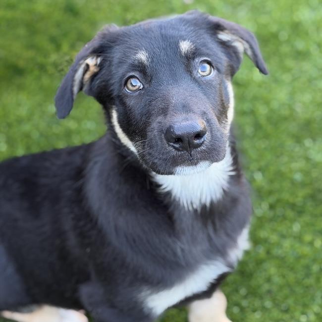 Napoleon Dynamite Pup - Lyle - Adopted!