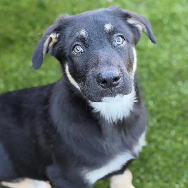 Napoleon Dynamite Pup - Lyle - Lab