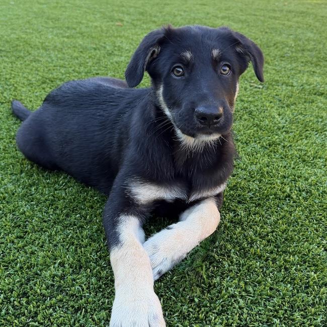 Napoleon Dynamite Pup - Lyle - Adopted!, photo 2