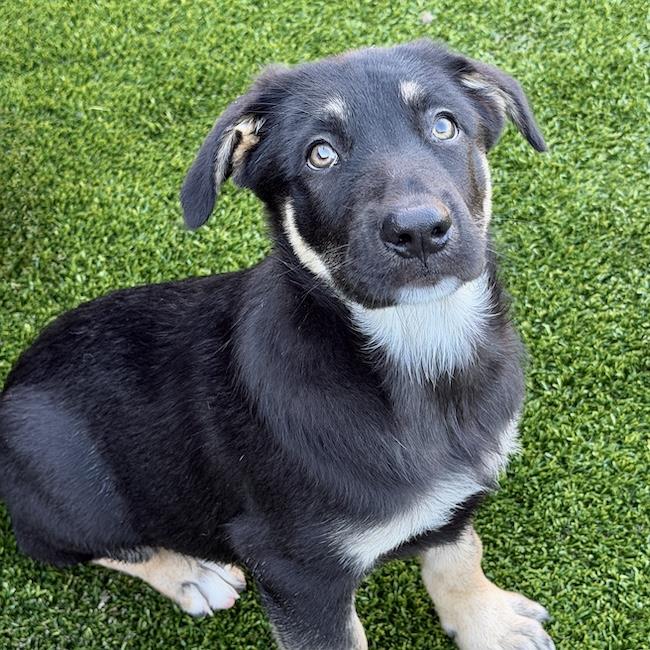 Napoleon Dynamite Pup - Lyle - Adopted!, photo 3