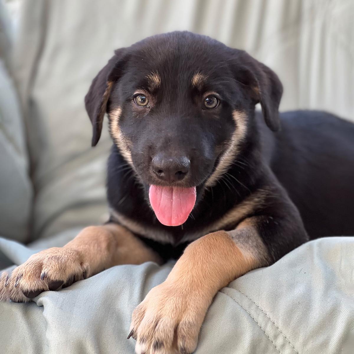 Napoleon Dynamite Pup - Lyle - Adopted!, photo 4