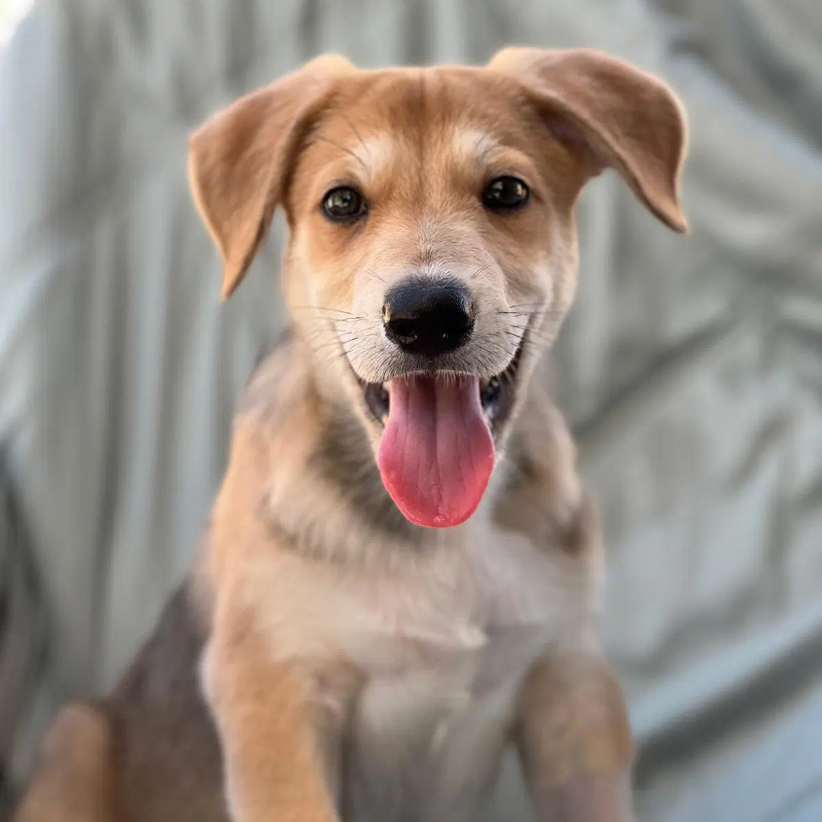 Napoleon Dynamite Pup - Rico - Labrador Retriever