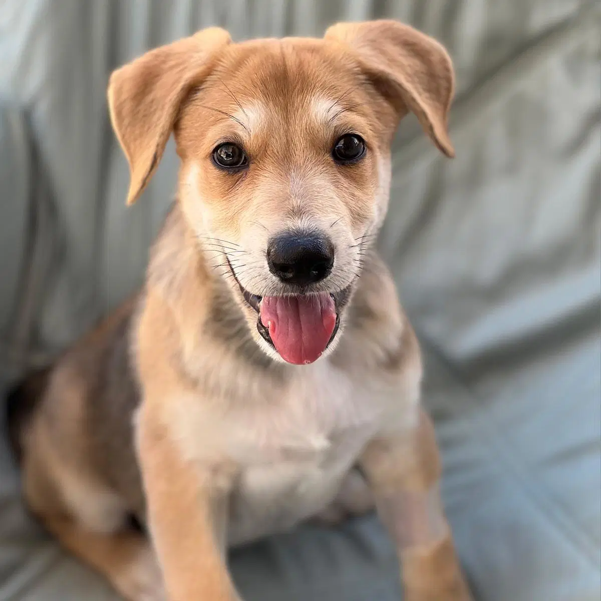 Napoleon Dynamite Pup - Rico image 2