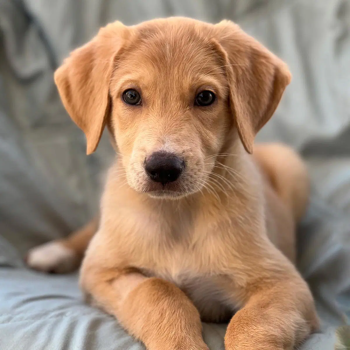 Napoleon Dynamite Pup - Rex - Labrador Retriever