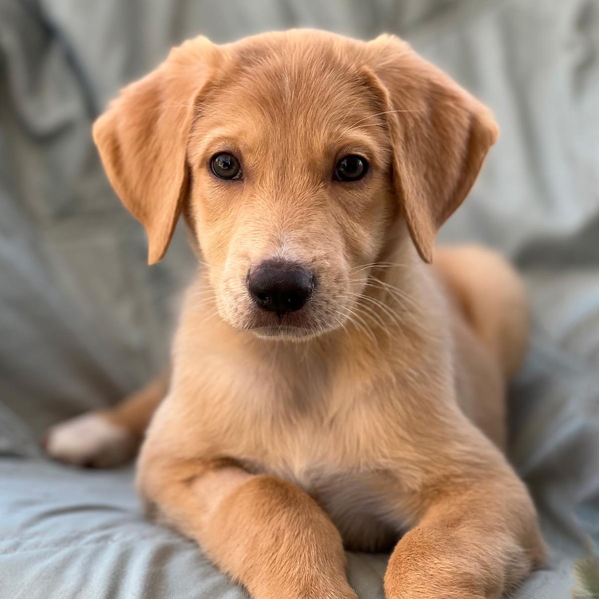 Napoleon Dynamite Pup - Rex