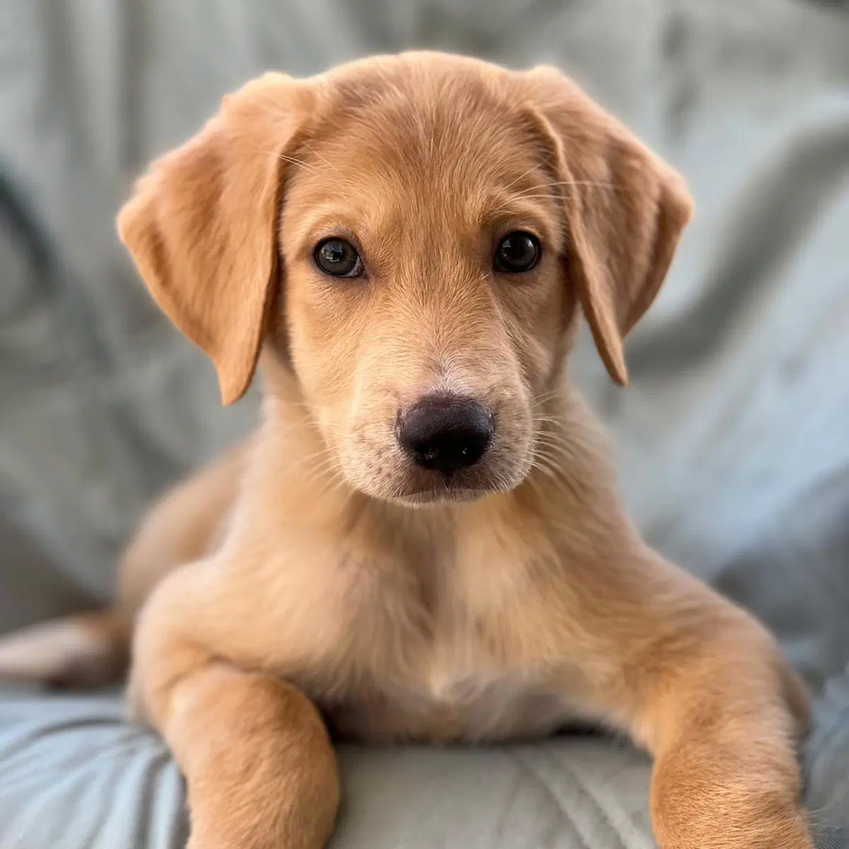 Napoleon Dynamite Pup - Rex image 2