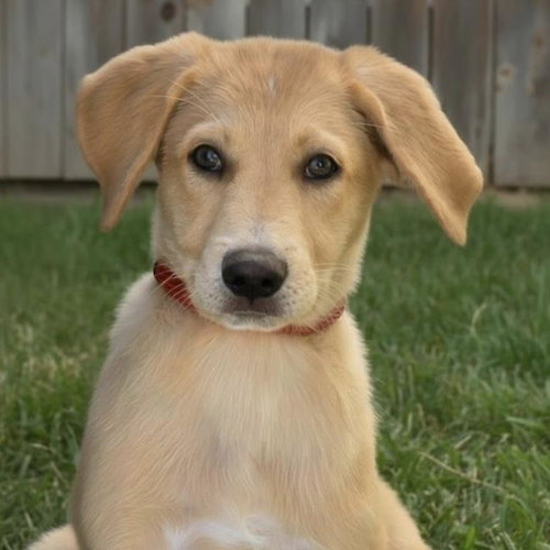 Napoleon Dynamite Pup - Rex - (Medical), Labrador Retriever / Shepherd / Mixed