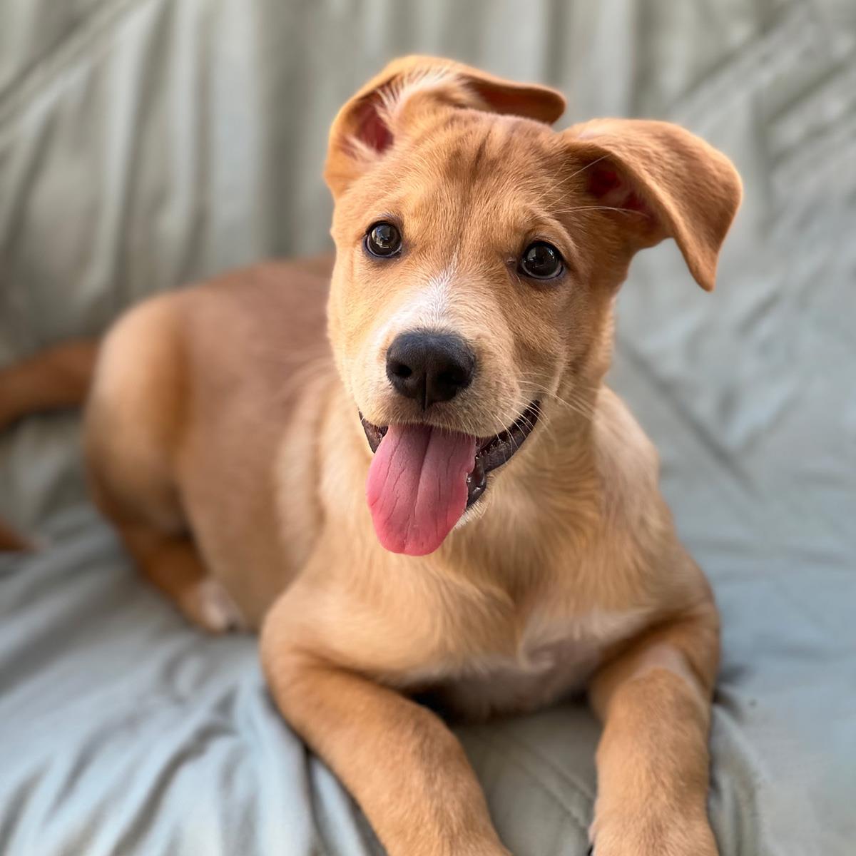 Napoleon Dynamite Pup - Kipland